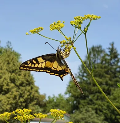 Schwalbenschwanz (Foto: Christoph Knoch) Schwalbenschwanz (Foto: Christoph Knoch)