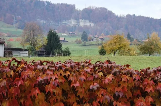 Herbst (Foto: Susanna Bleuer)