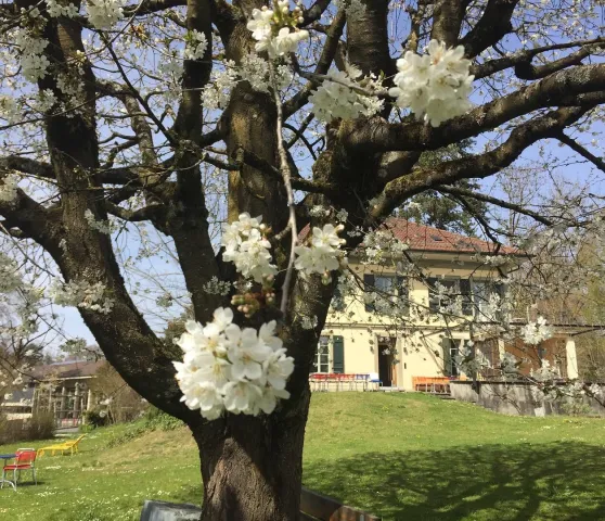 Pfarrhaus mit Kirschblüten (Foto: Gabrielle Ceppi) Pfarrhaus mit Kirschblüten (Foto: Gabrielle Ceppi)