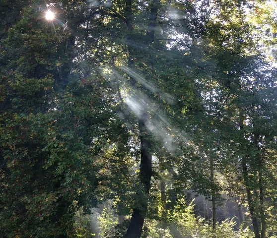 Bäume im Licht (Foto: flickr) Bäume im Licht (Foto: flickr)