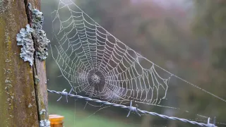 Spinnennetz  (Foto: Christoph Knoch)
