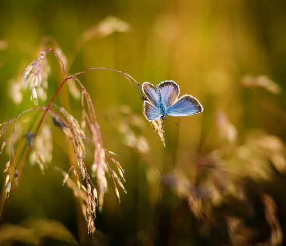 butterfly_insects_blue_wings_colored_nature_summer-1204768.jpg!d