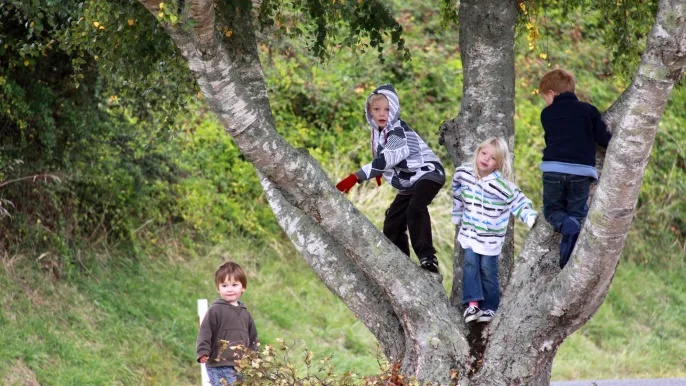 Kinder auf Baum (Foto: David Jufer)