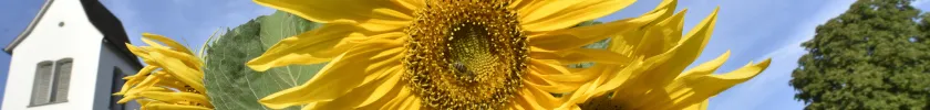 G&uuml;mligen Sonnenblumen (Foto: Christoph Knoch)