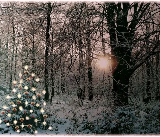 christmas-tree-354258_960_720 (Foto: Sebastian Stalder)