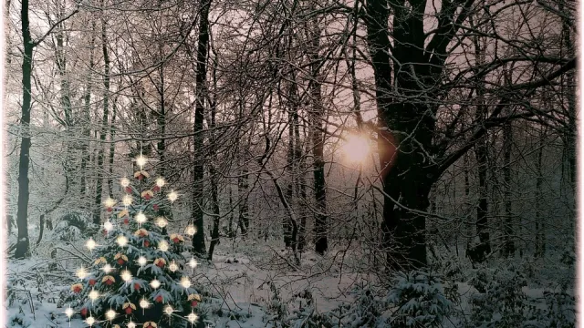christmas-tree-354258_960_720 (Foto: Sebastian Stalder)